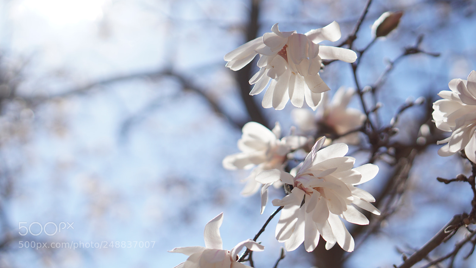 Sony a6000 sample photo. Sakura photography