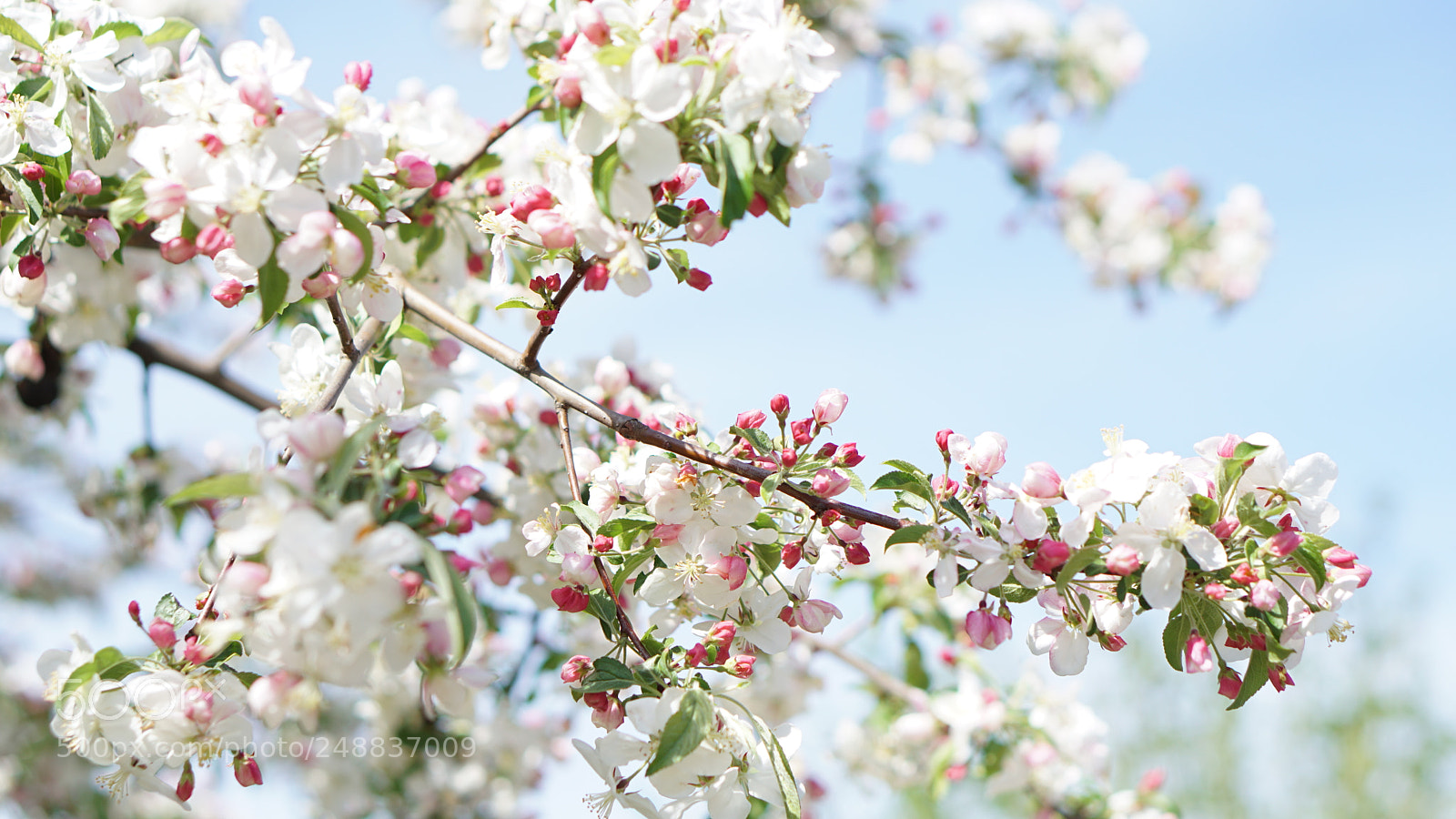 Sony a6000 sample photo. Blooms photography