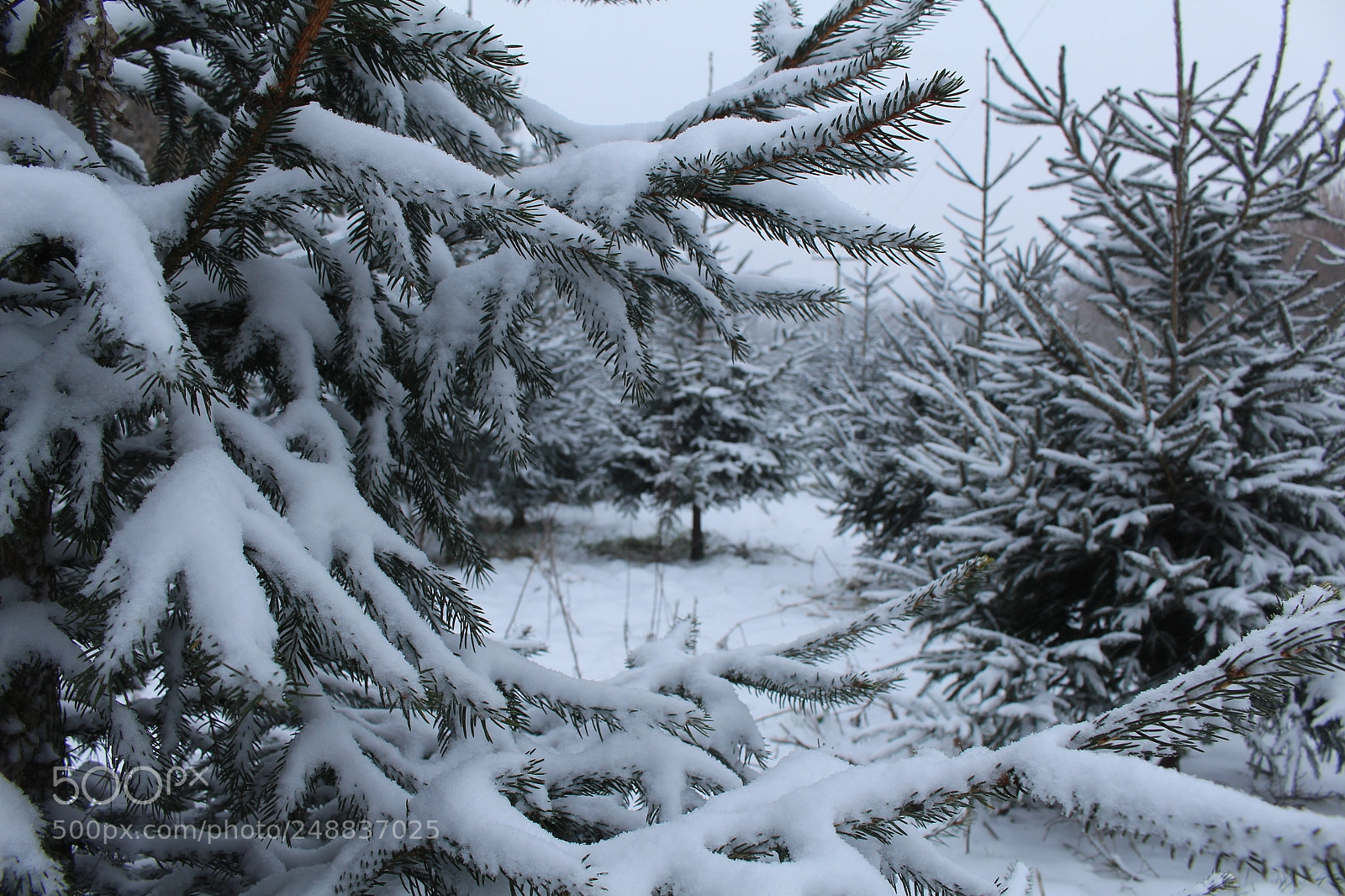 Canon EOS 700D (EOS Rebel T5i / EOS Kiss X7i) sample photo. Fir trees in the photography