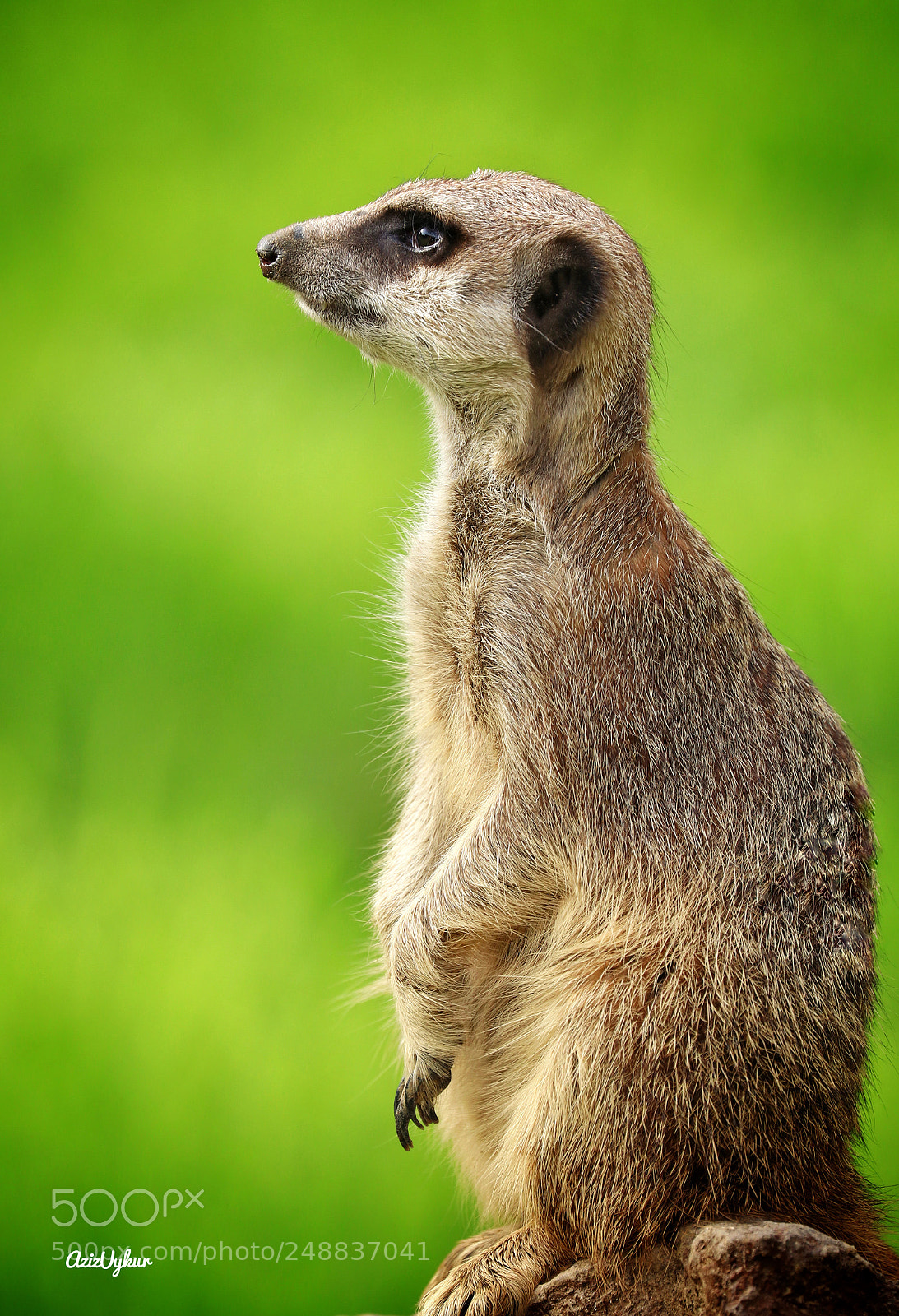 Canon EOS 80D sample photo. Meerkat photography