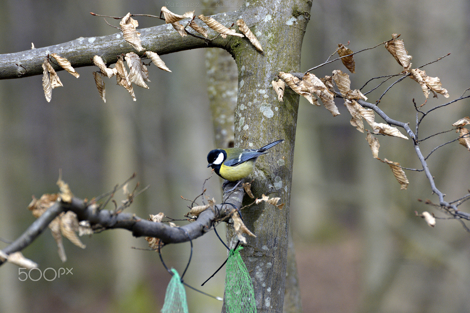 Nikon D5200 sample photo. Great tit. parus major photography