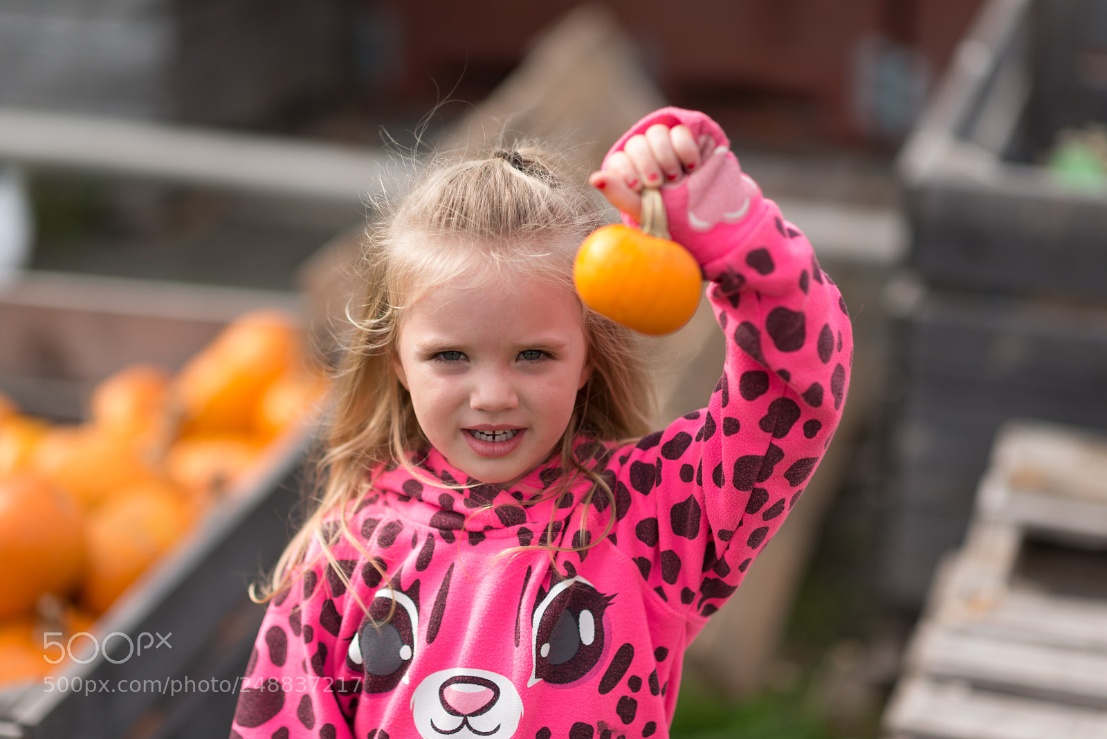 Nikon D800 sample photo. Pumpkin girl photography