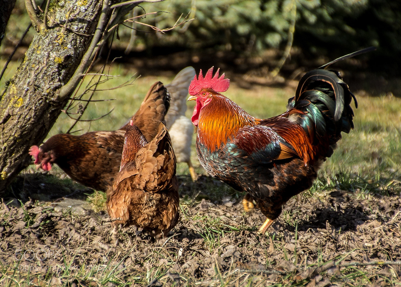 Canon EOS 1200D (EOS Rebel T5 / EOS Kiss X70 / EOS Hi) sample photo. The cock is ... photography