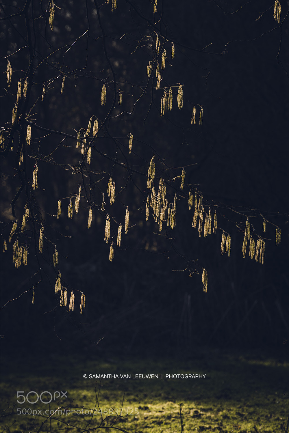 Nikon D7100 sample photo. Gold! photography