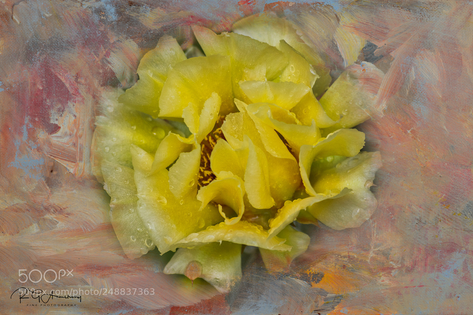 Pentax K-3 II sample photo. Prickly pear textures photography