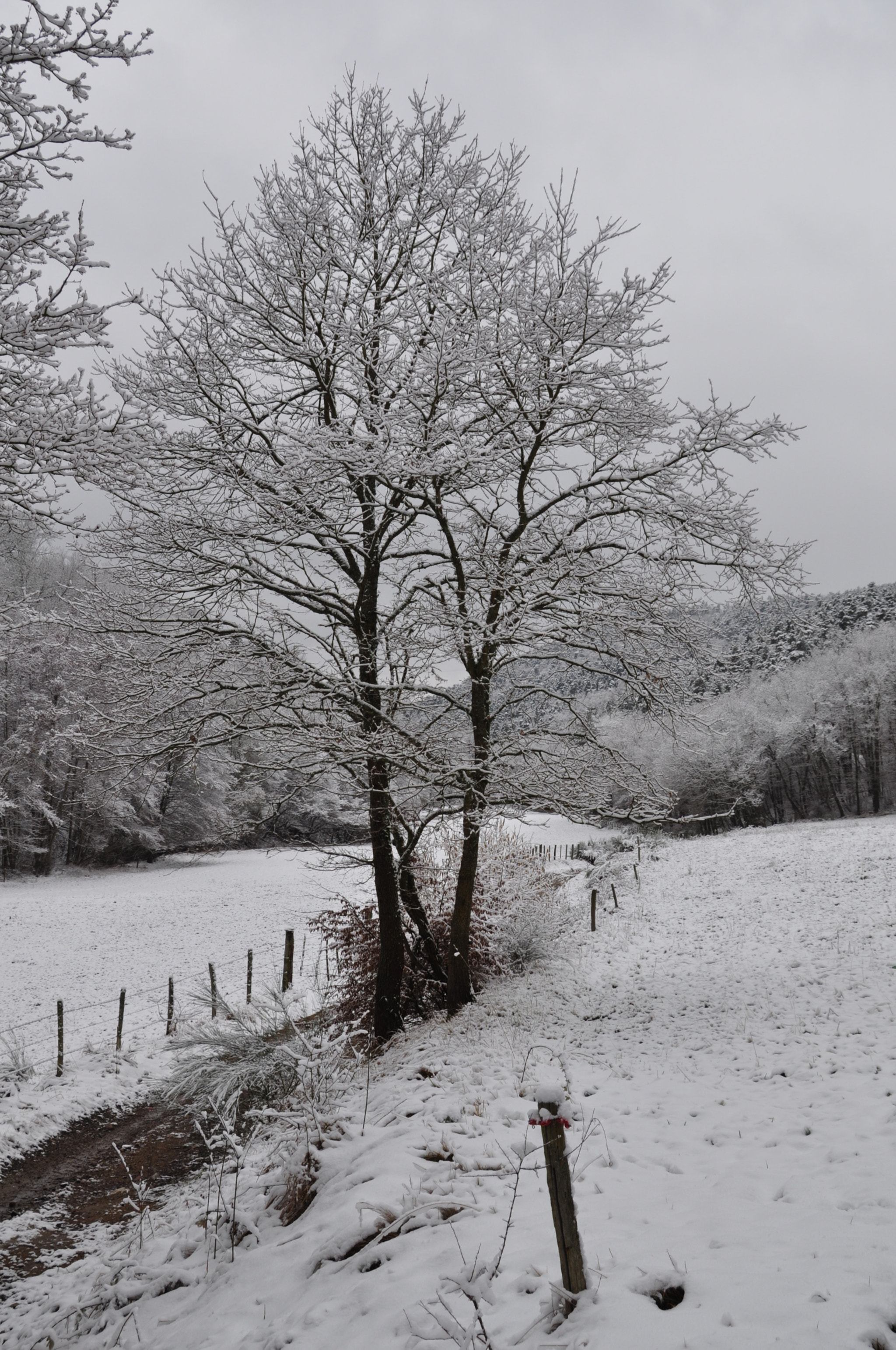 Nikon D5000 sample photo. Cold photography