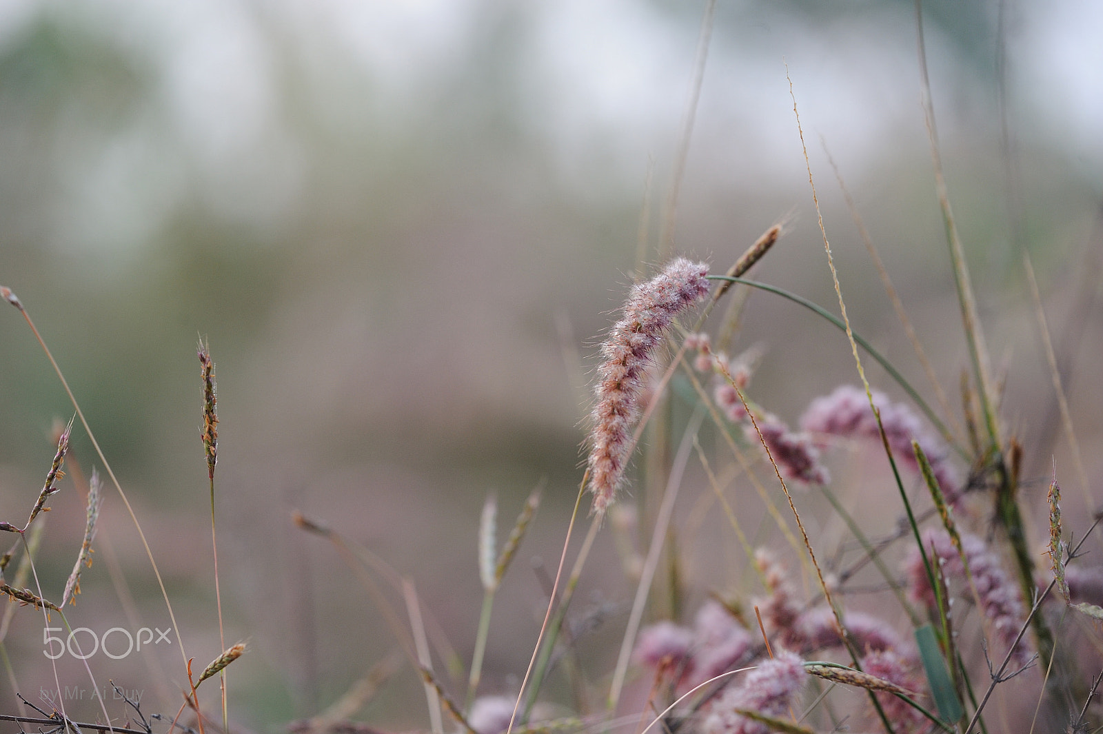 Sigma 150mm F2.8 EX DG Macro HSM sample photo. Early morning meadow photography
