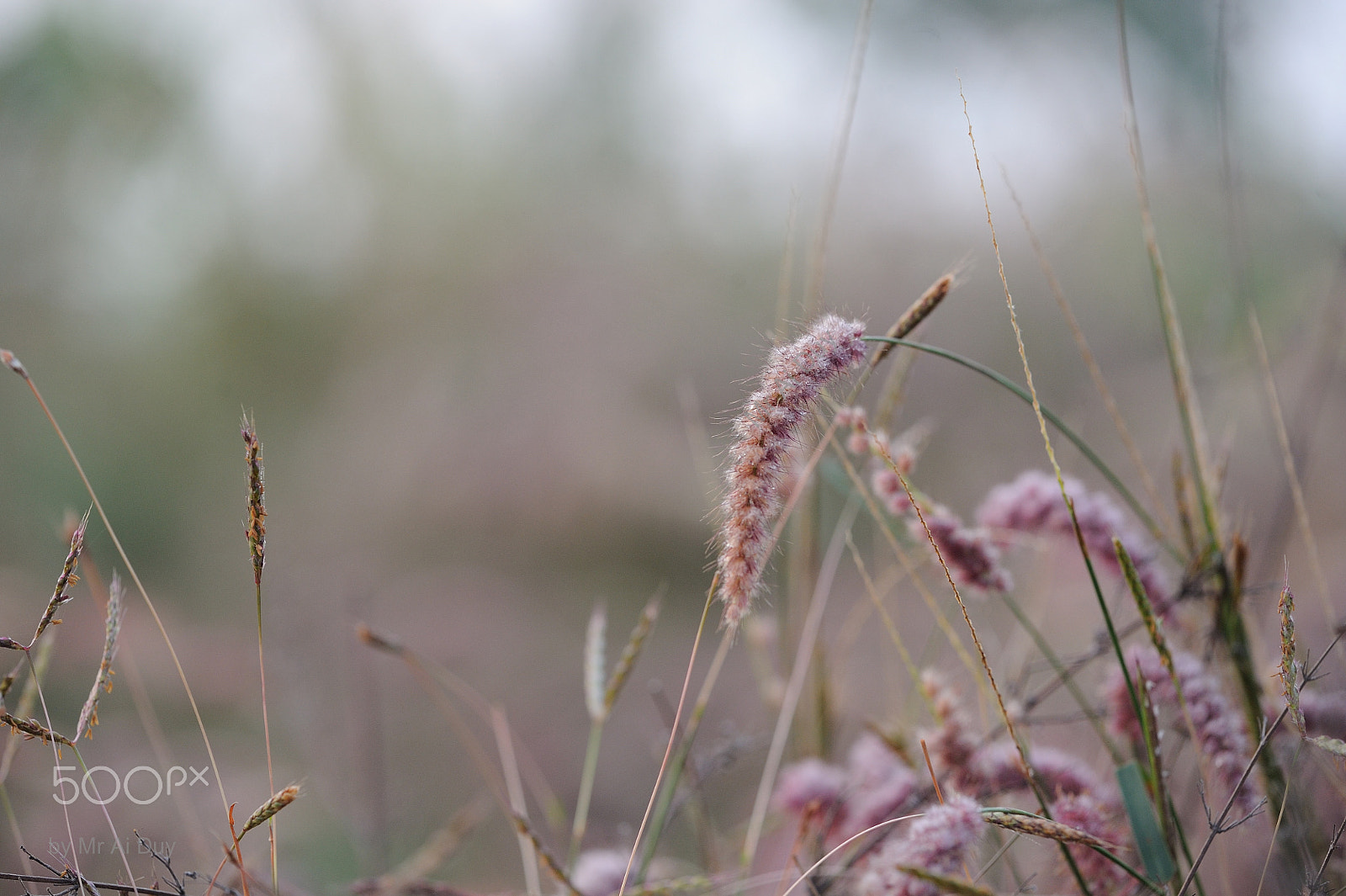 Nikon D3S + Sigma 150mm F2.8 EX DG Macro HSM sample photo. Early morning meadow photography