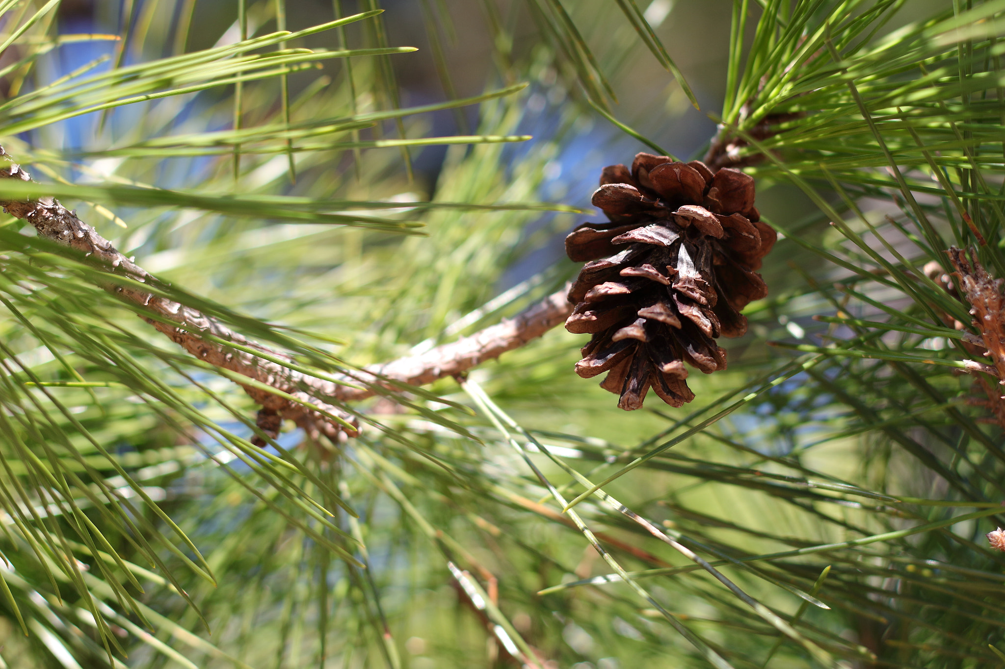 Canon EOS 100D (EOS Rebel SL1 / EOS Kiss X7) sample photo. まつぼっくり（pine cones） photography