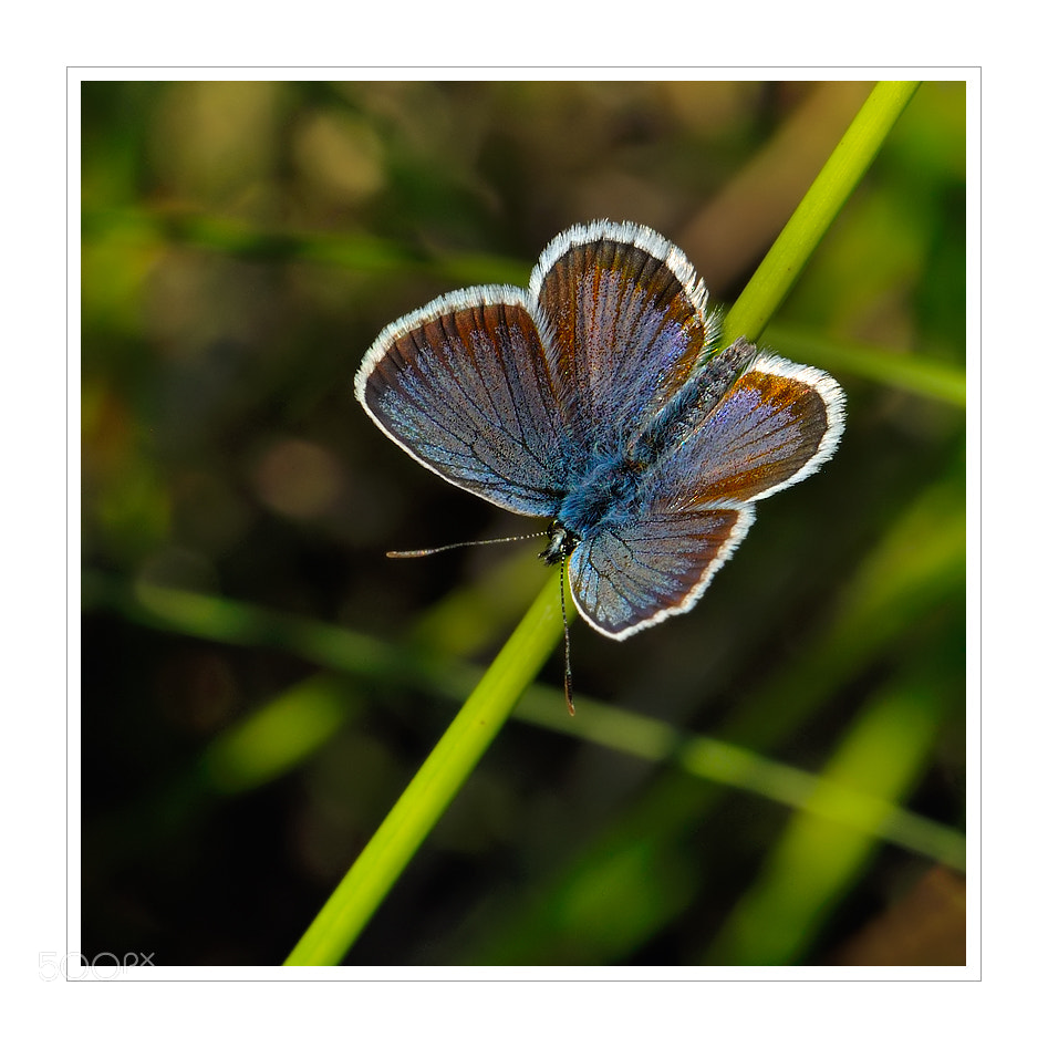 Nikon D90 sample photo. Plebeius argus photography