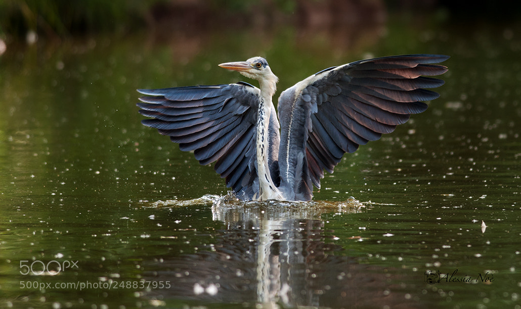 Nikon D300 sample photo. Fresh water bird photography