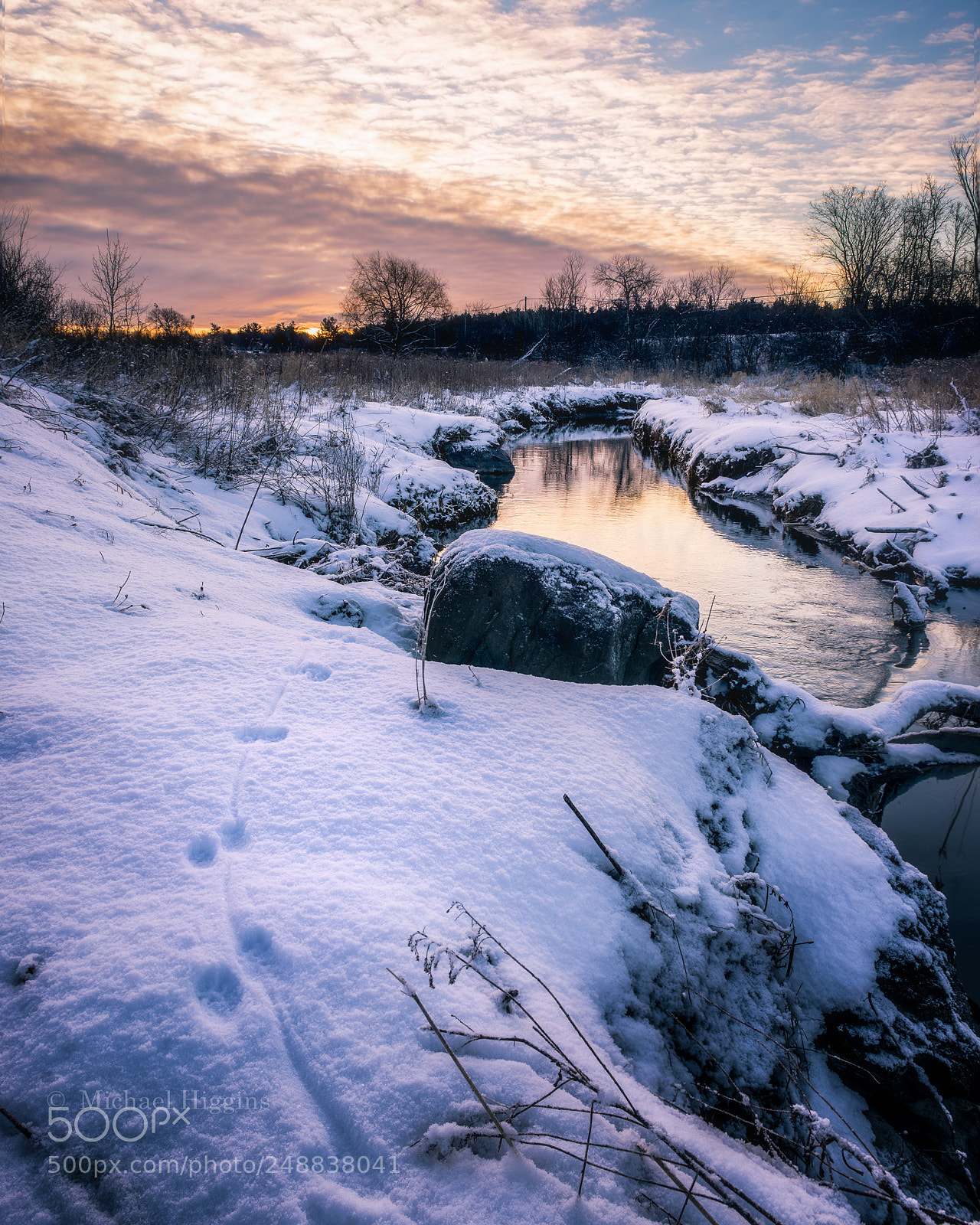 Nikon D610 sample photo. Muskrat tracks photography