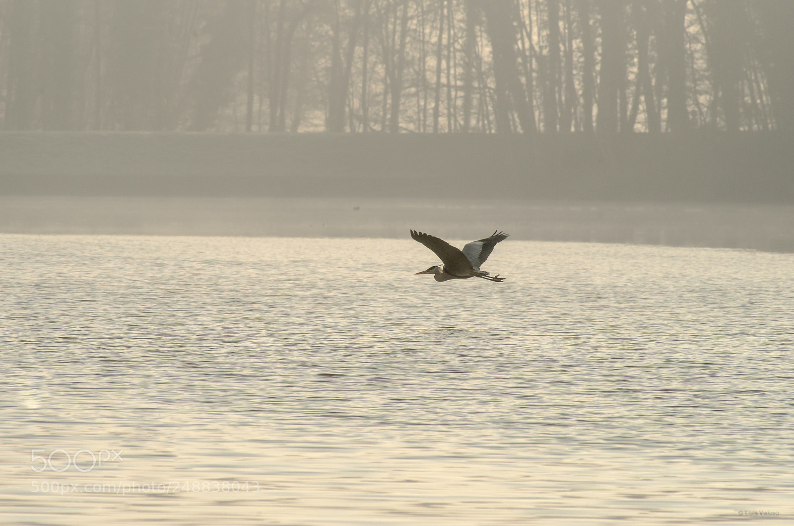 Pentax K-30 sample photo. Flying gray heron photography