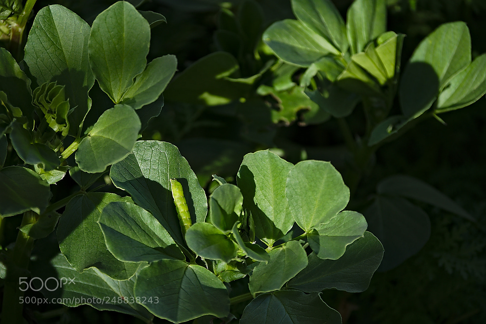 Panasonic Lumix DMC-GM1 sample photo. 2018 03 10 orthosia cerasi photography