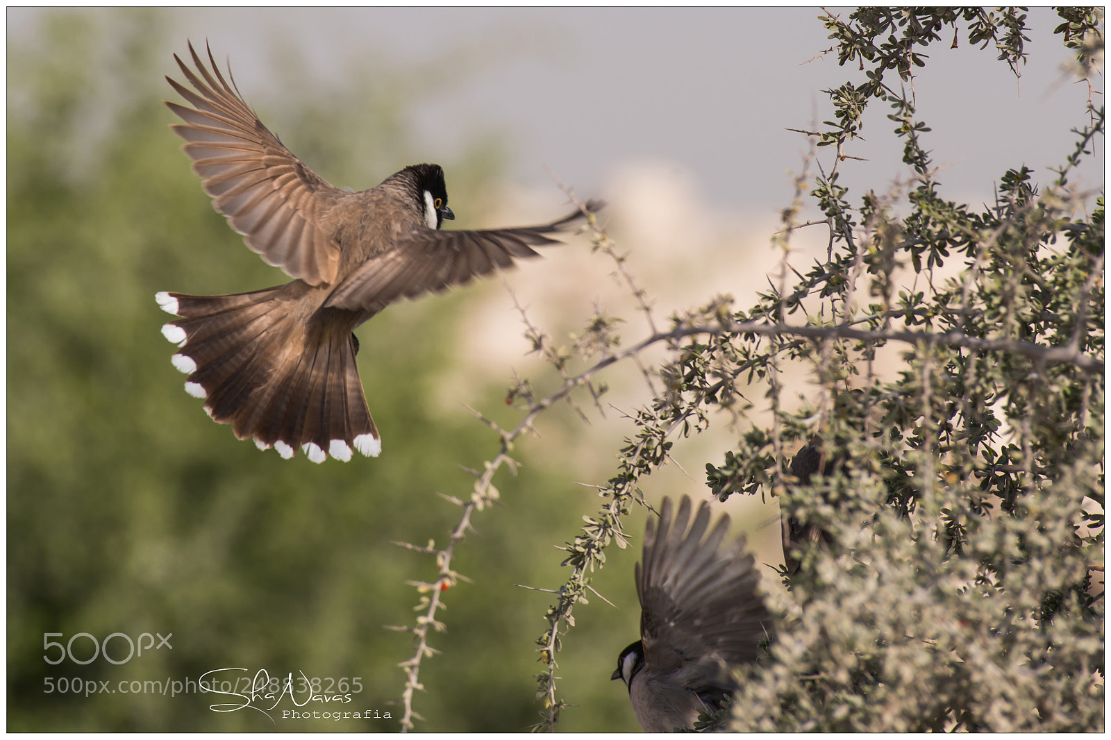 Nikon D810 sample photo. White eared bulbul photography
