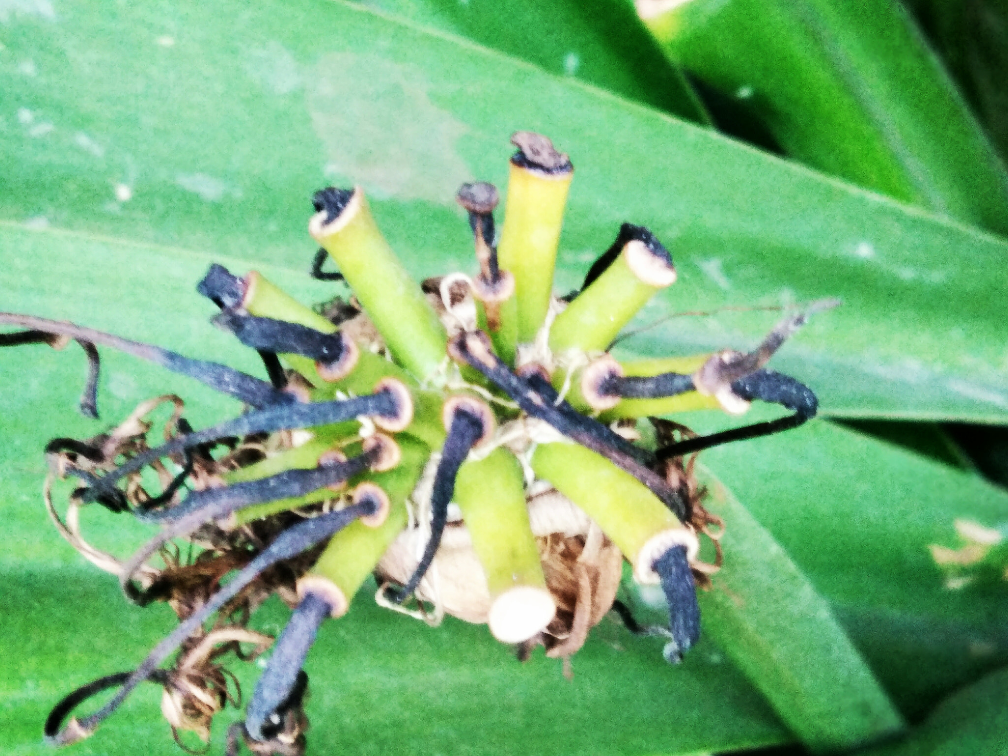 vivo Y55s sample photo. Death of a flower photography