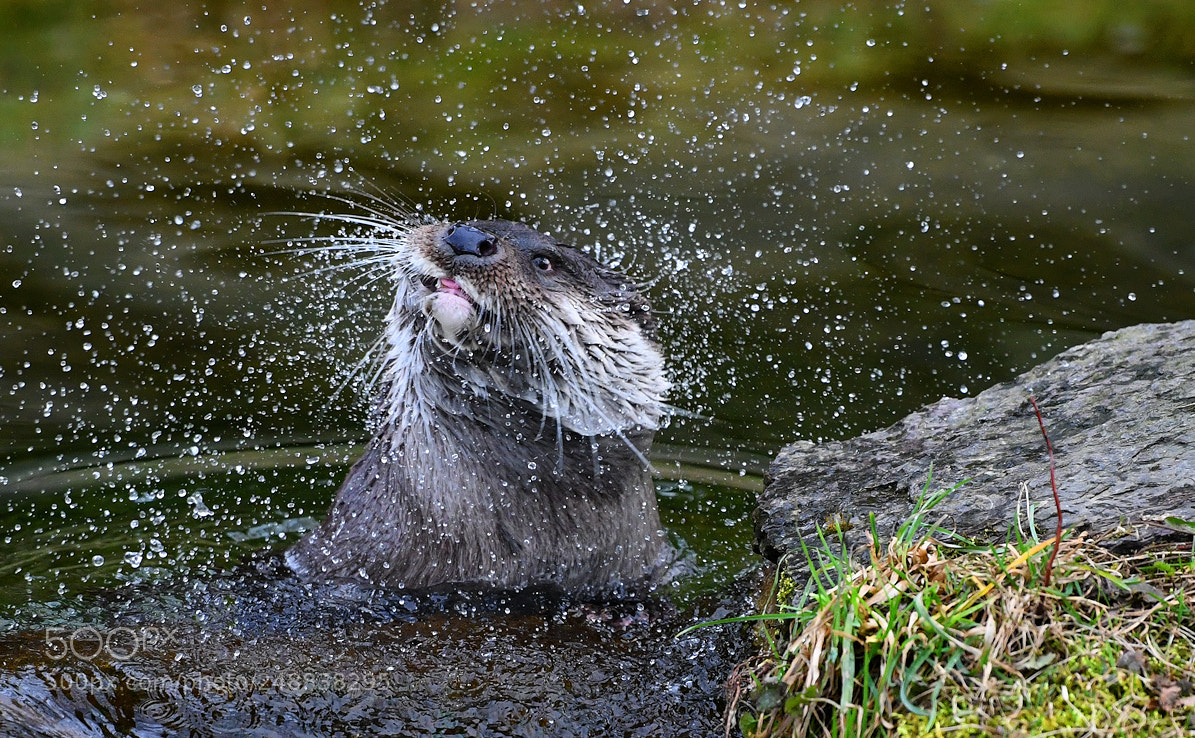 Nikon D850 sample photo. Otter photography