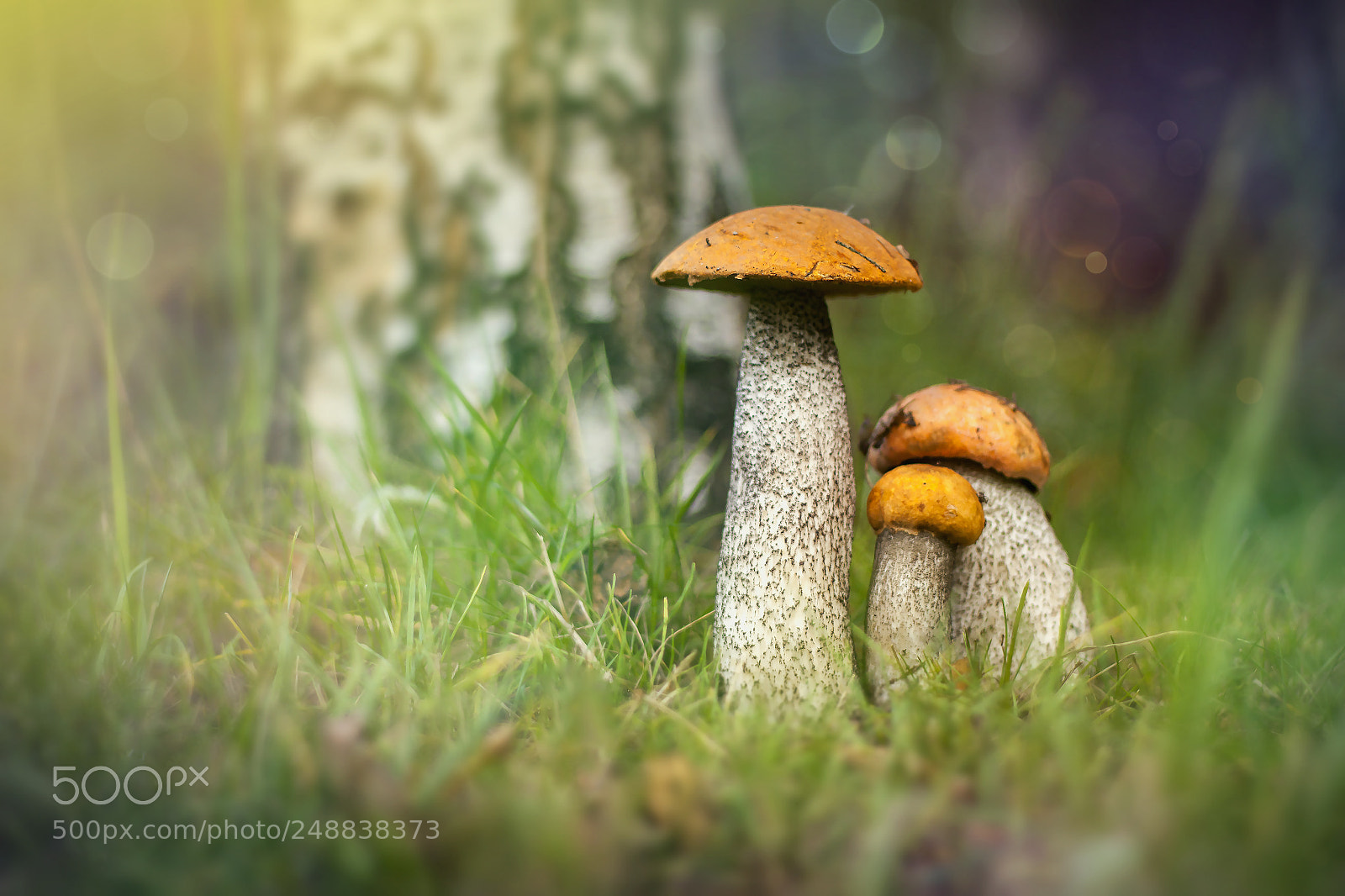 Canon EOS 50D sample photo. A mushrooms photography