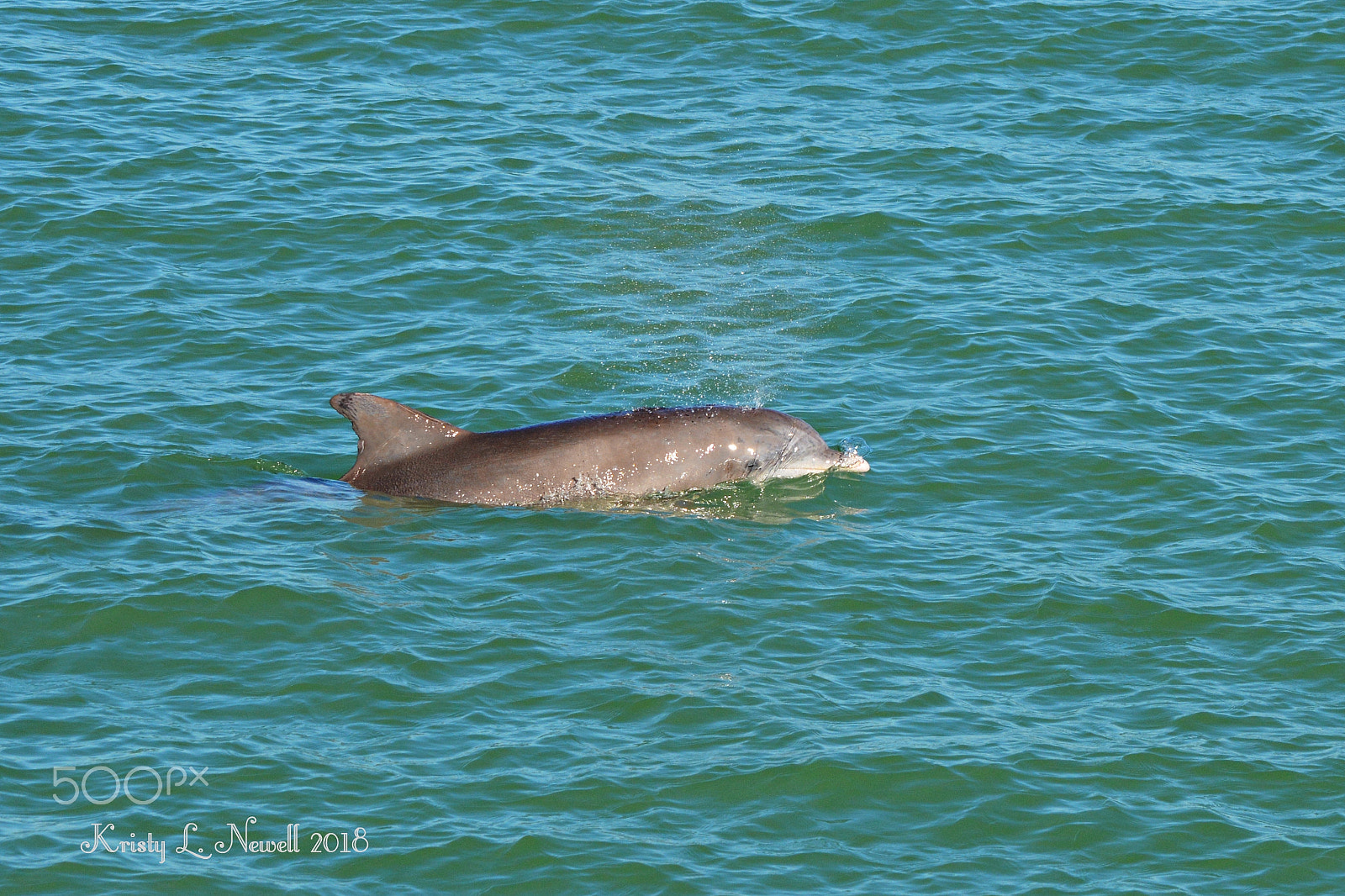 Nikon D5200 sample photo. Dolphin. photography