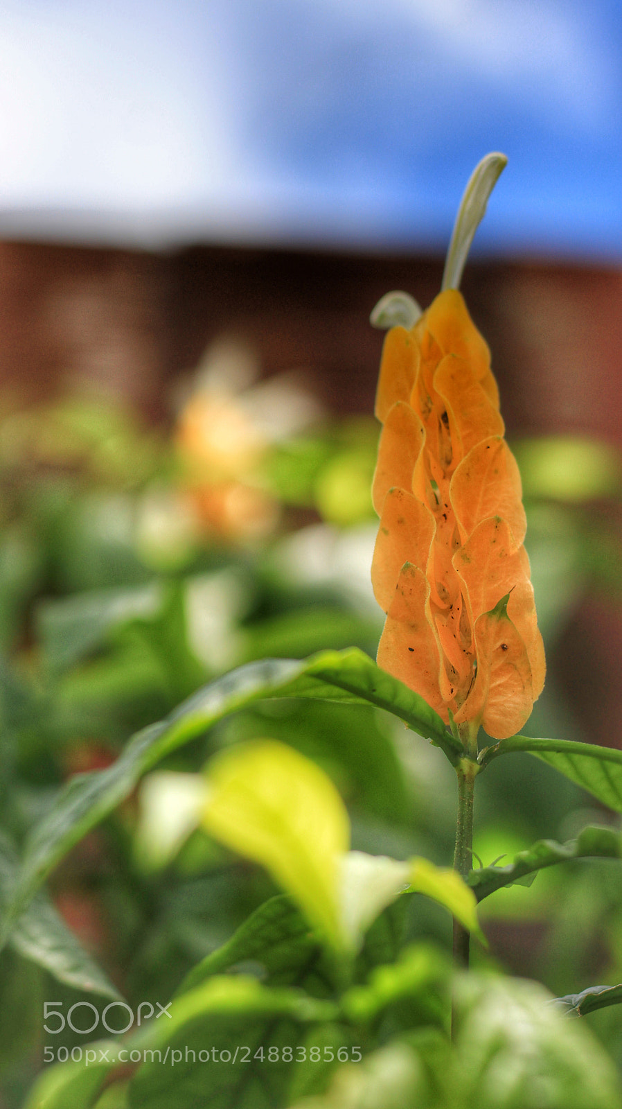 Canon EOS 1200D (EOS Rebel T5 / EOS Kiss X70 / EOS Hi) sample photo. Untitled photography