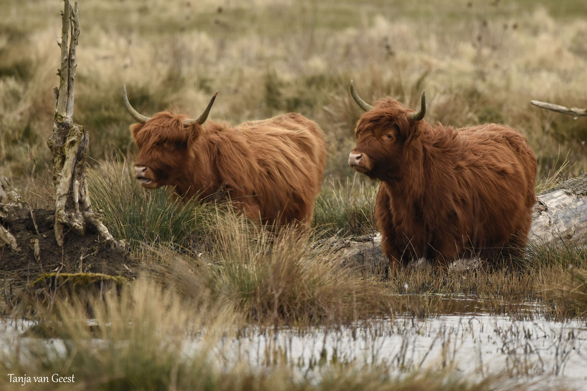 Nikon D5500 + Sigma 150-600mm F5-6.3 DG OS HSM | C sample photo. Scottish highlander photography