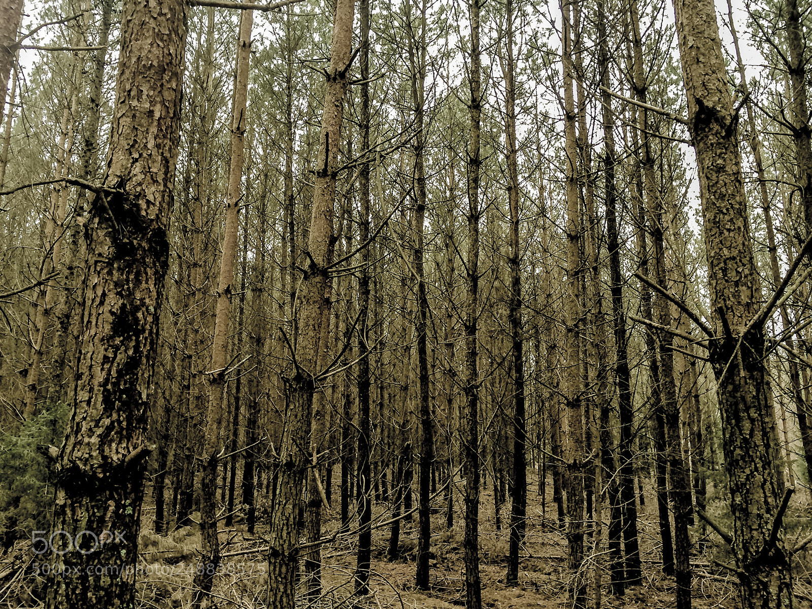 Apple iPhone 5s sample photo. Pine texture photography