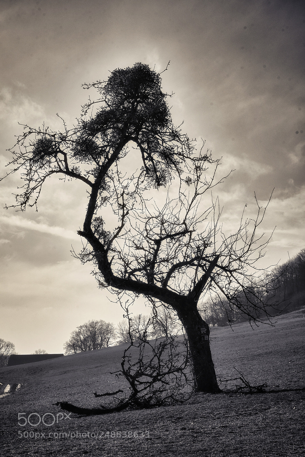 Sony a6000 sample photo. Lonely tree photography