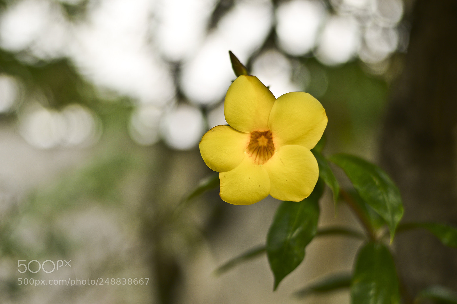 Nikon D5300 sample photo. Alamanda amarela photography