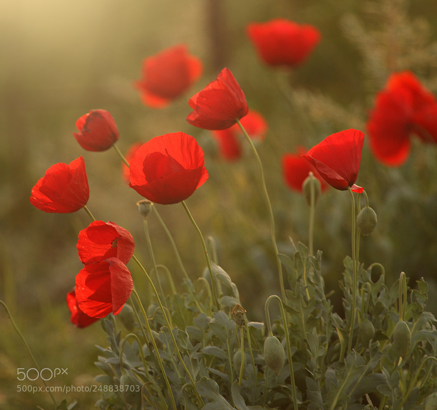Canon EOS 7D sample photo. Untitled photography