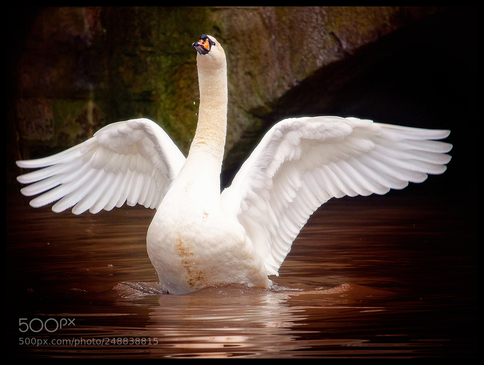 Canon EOS 1300D (EOS Rebel T6 / EOS Kiss X80) sample photo. Air force swan photography