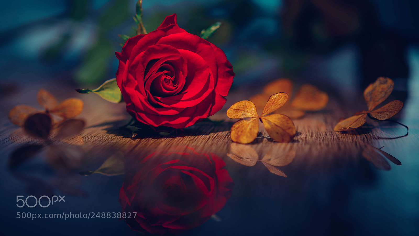 Nikon D7100 sample photo. Rose photography