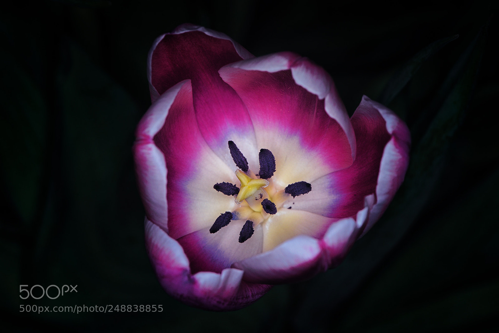 Nikon D810 sample photo. Tulip... photography