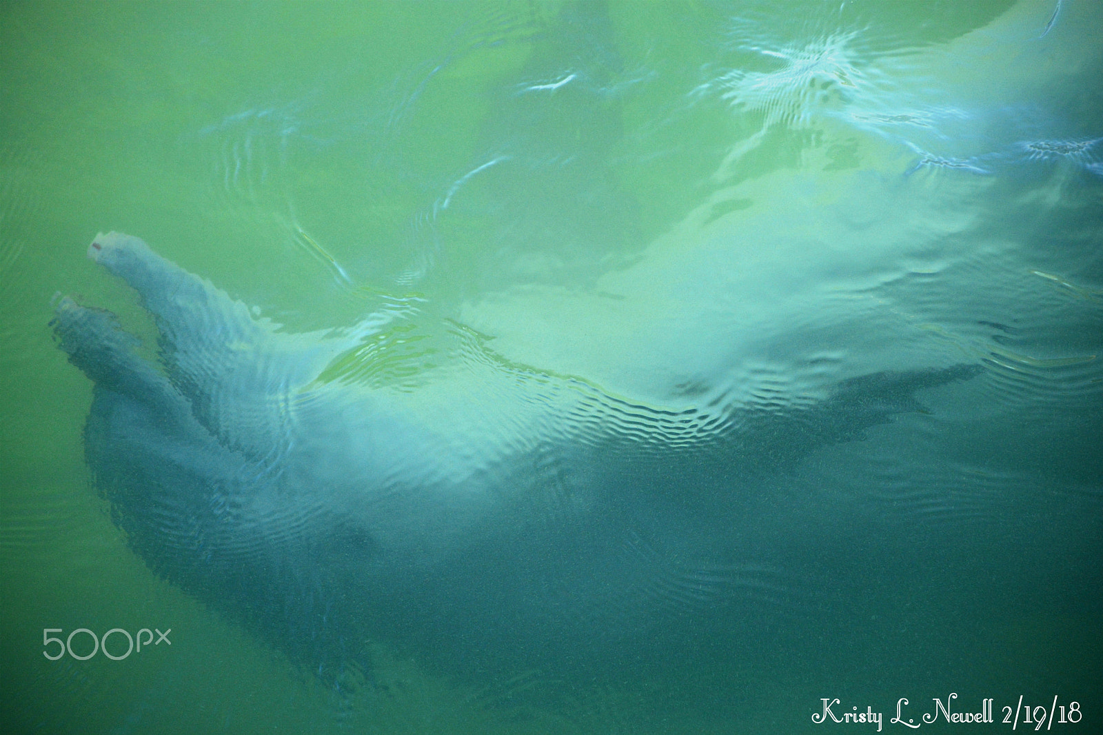 Nikon D5200 sample photo. Underwater photography