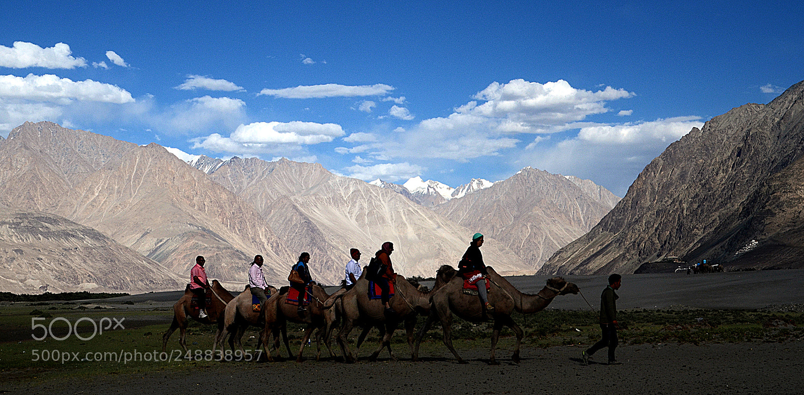Nikon D5100 sample photo. Camel ride at nubra photography
