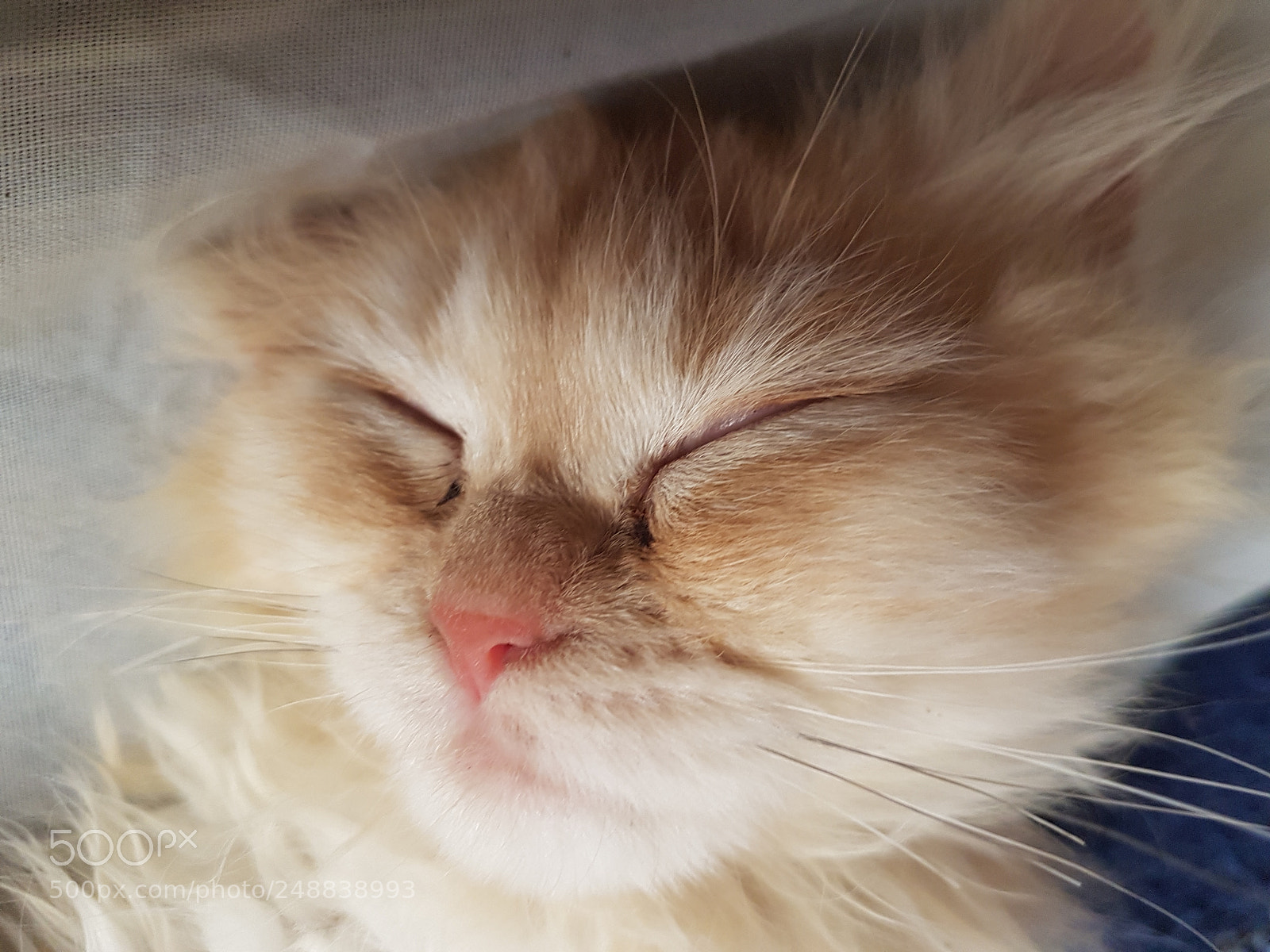 Samsung Galaxy S7 Edge sample photo. Sleeping kitten photography