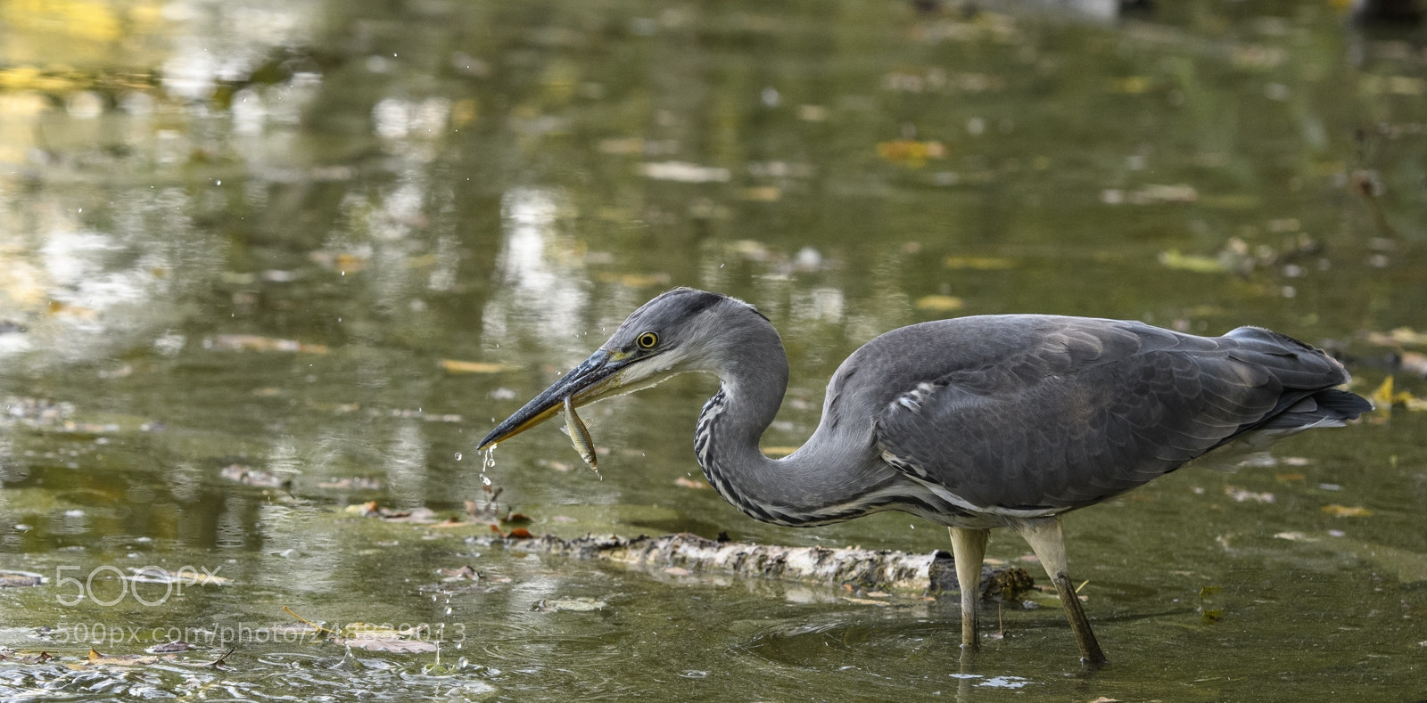 Nikon D500 sample photo. Heron cendré en peche photography