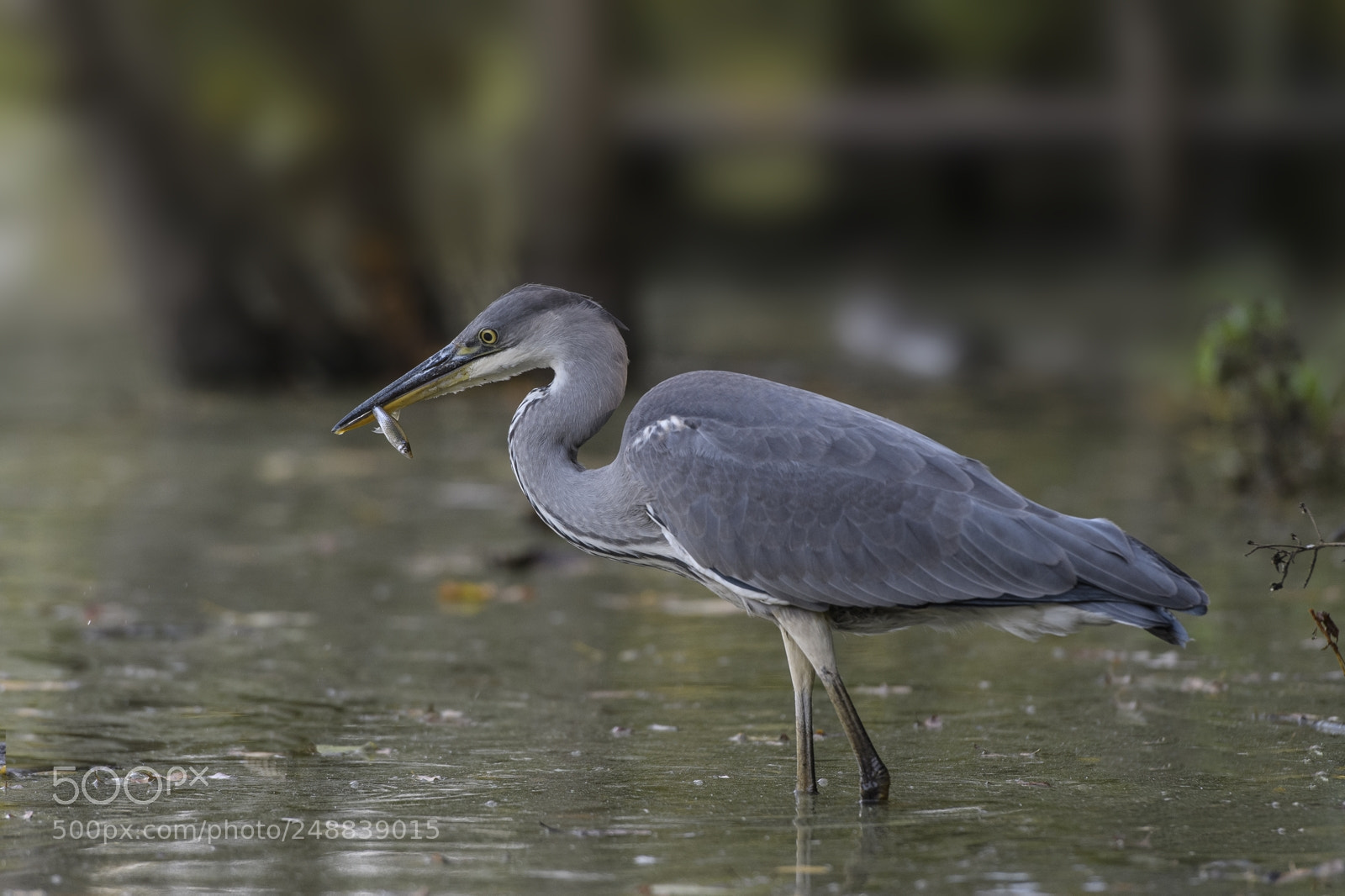 Nikon D500 sample photo. Heron cendré en peche photography