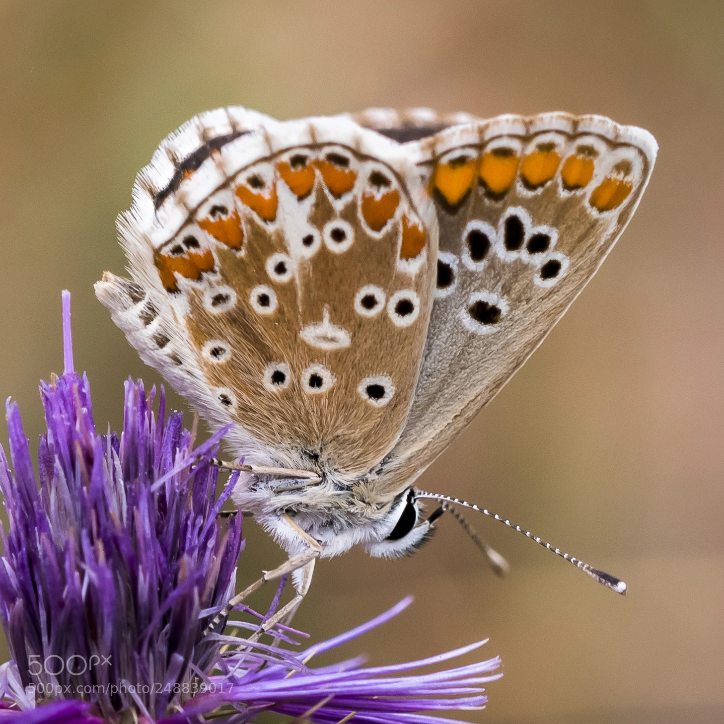 Nikon D500 sample photo. Aricia cramera photography