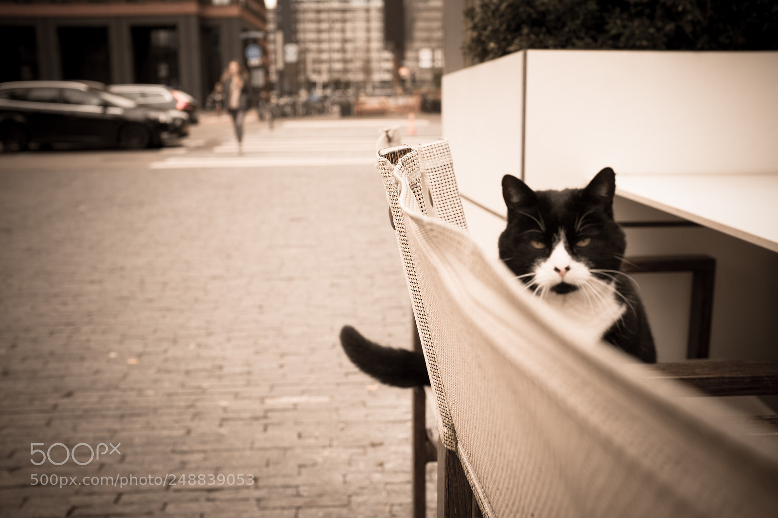 Fujifilm X100T sample photo. Cat in the city photography