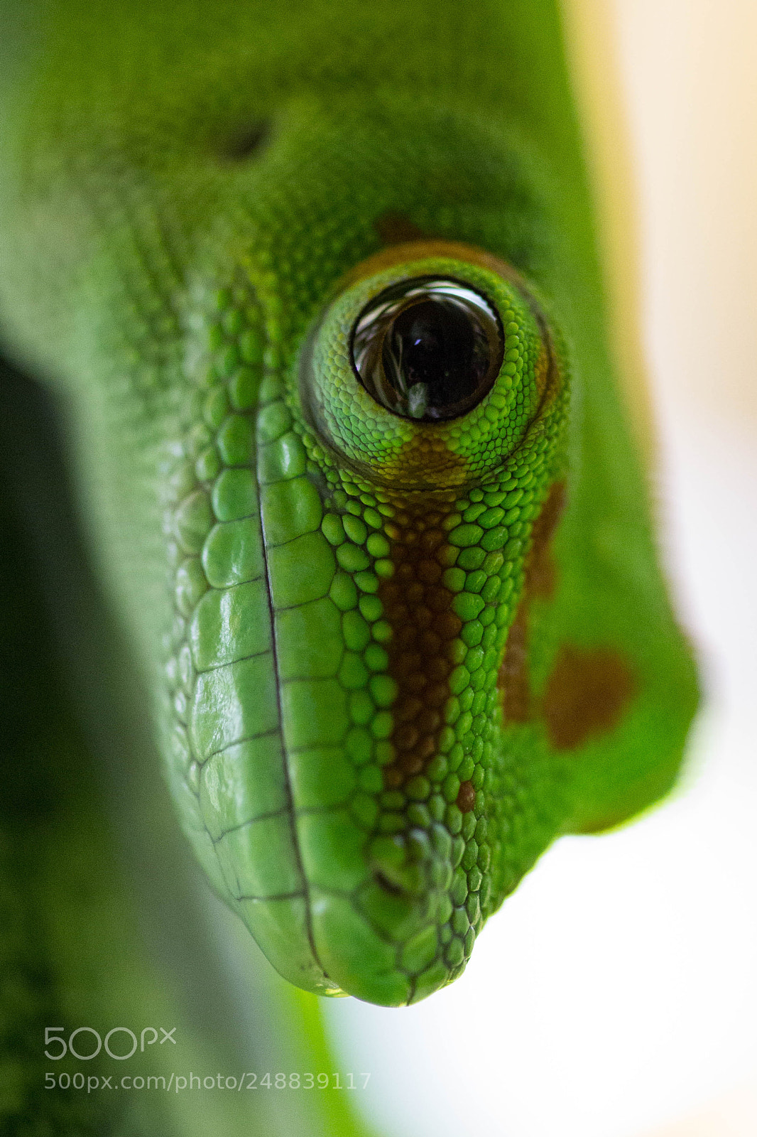 Canon EOS 60D sample photo. Phelsuma grandis photography