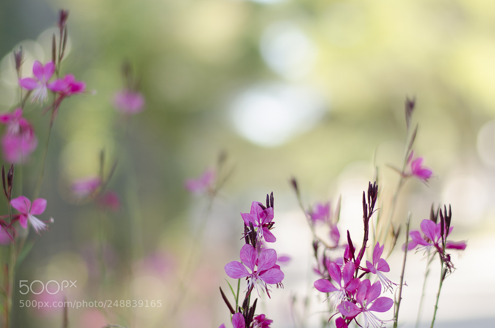 Nikon D5100 sample photo. ... photography