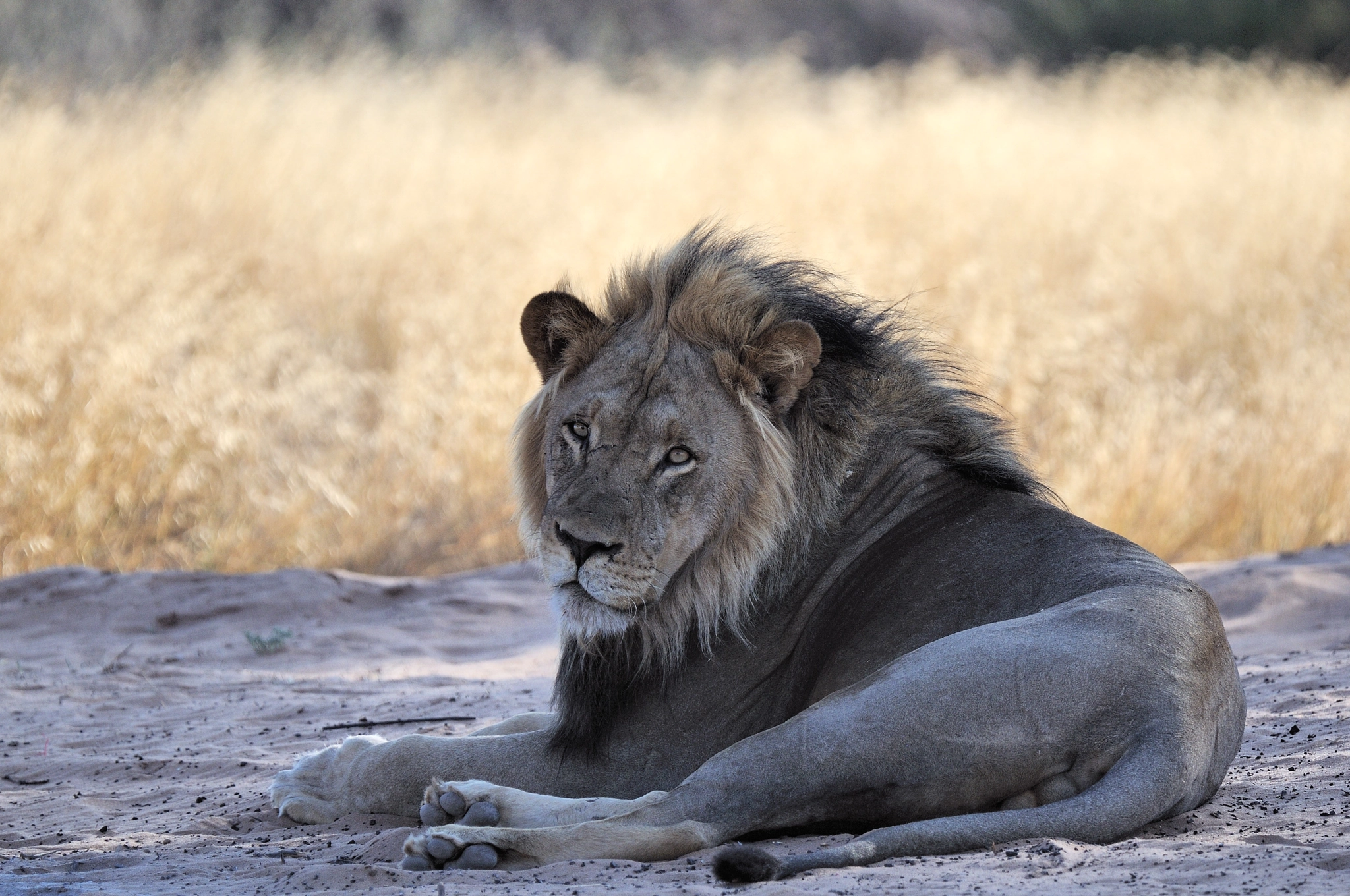 Nikon D300 sample photo. Just waiting....lion at mpaya in k.t.p. photography