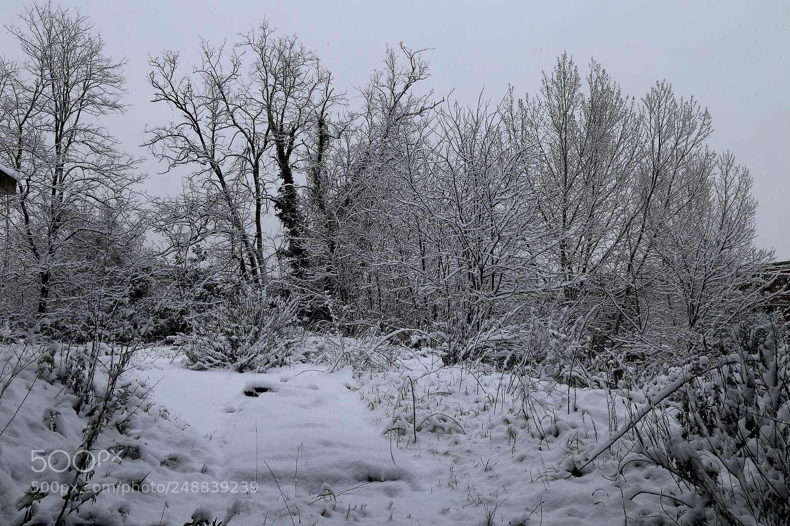 Canon EOS 6D + Canon EF 24-105mm F4L IS USM sample photo. Snow photography