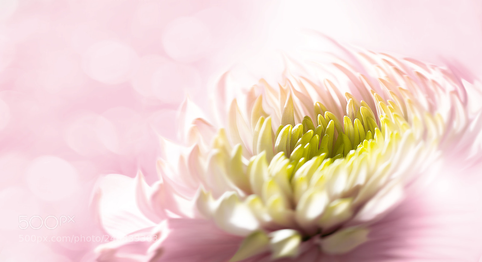 Nikon D800E sample photo. Spring colors photography