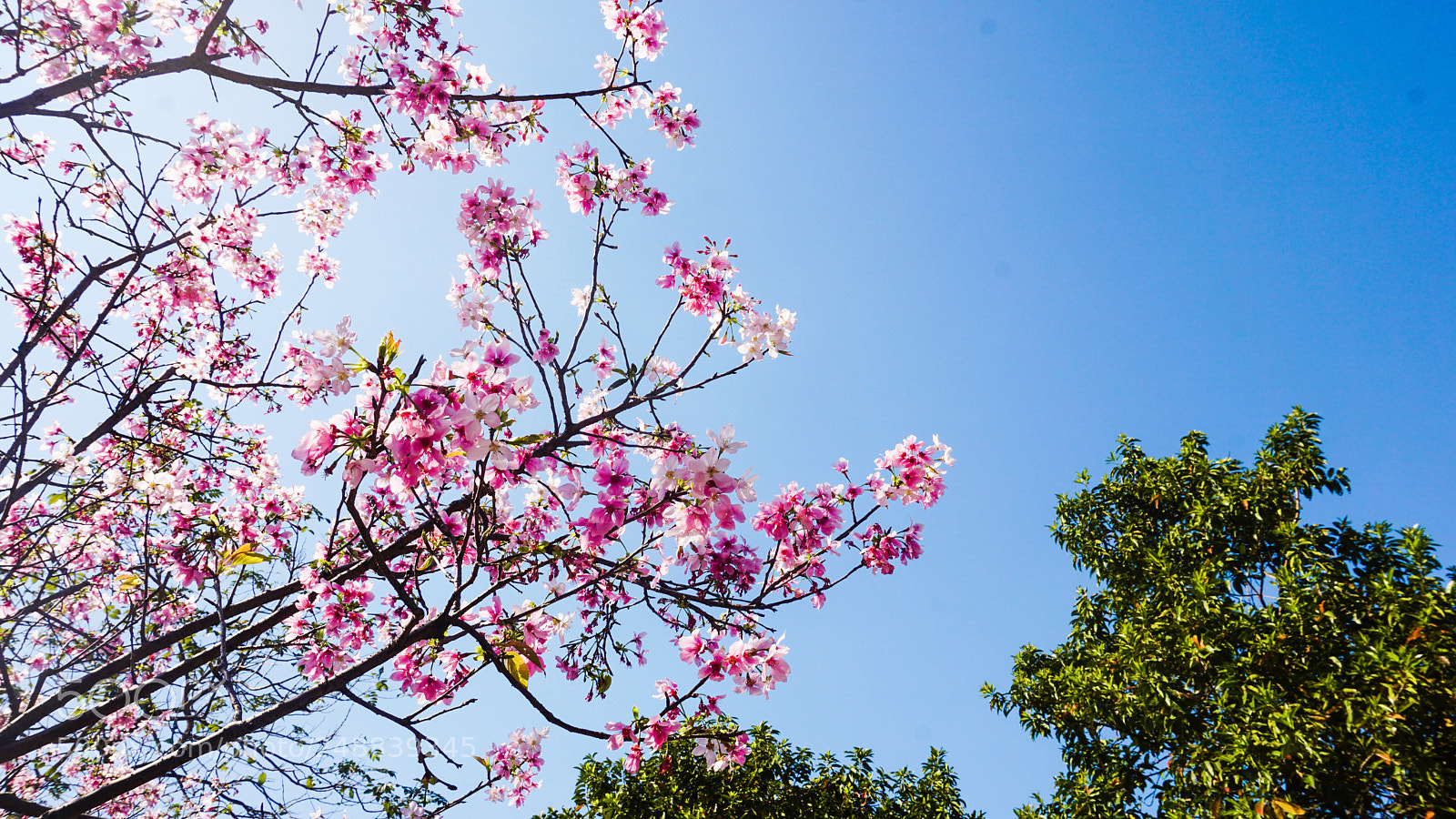 Sony a5100 sample photo. Spring photography