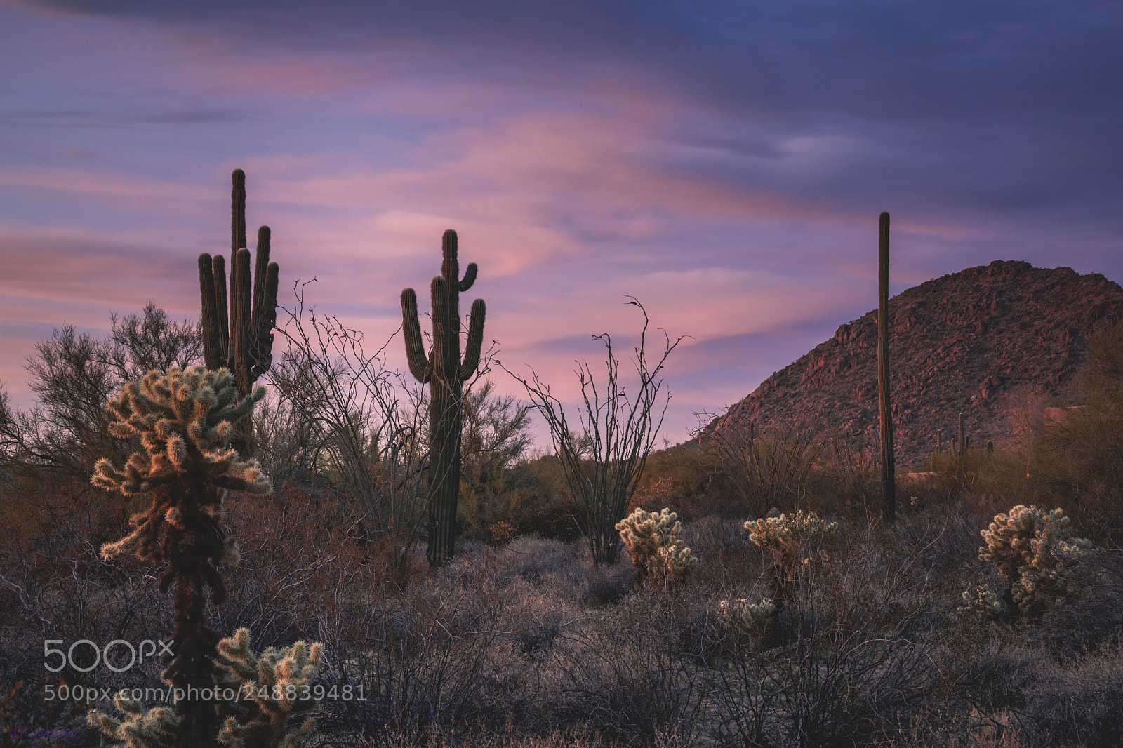 Nikon D5600 sample photo. Evening purples 2696 photography