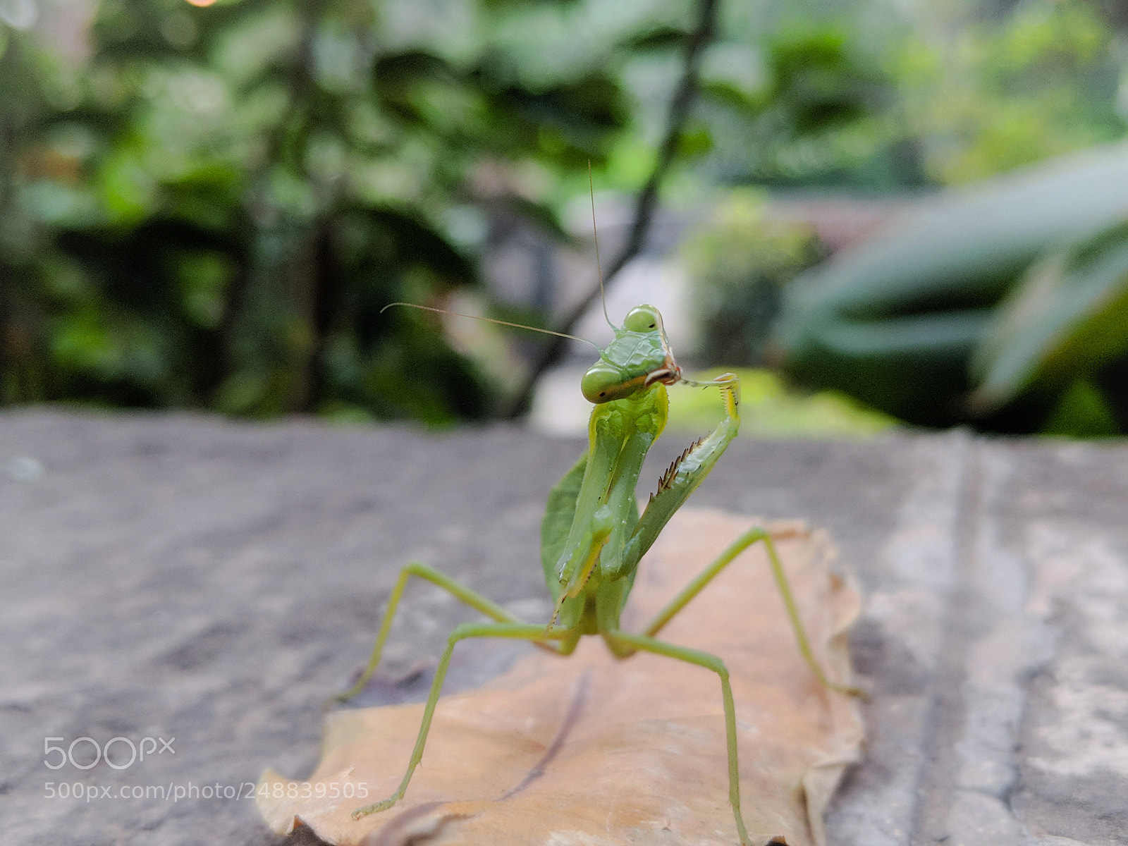 Google Pixel 2 sample photo. Mantis photography
