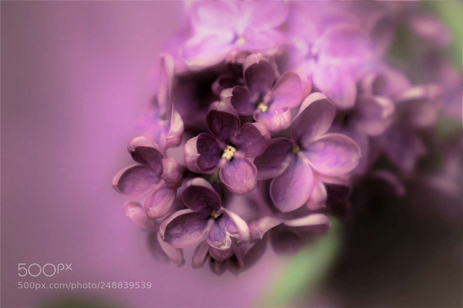 Nikon D3300 sample photo. Lilac photography