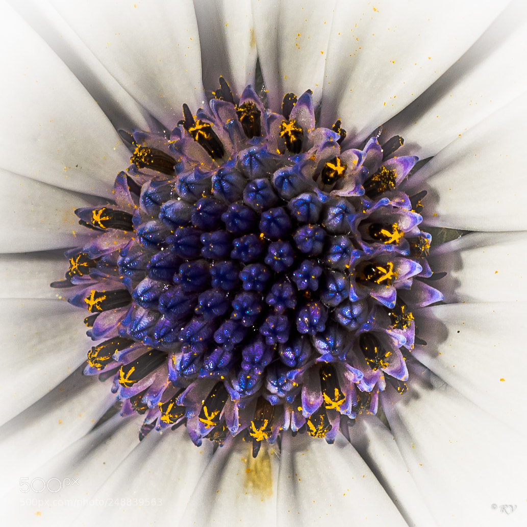 Nikon D7100 sample photo. Flower photography