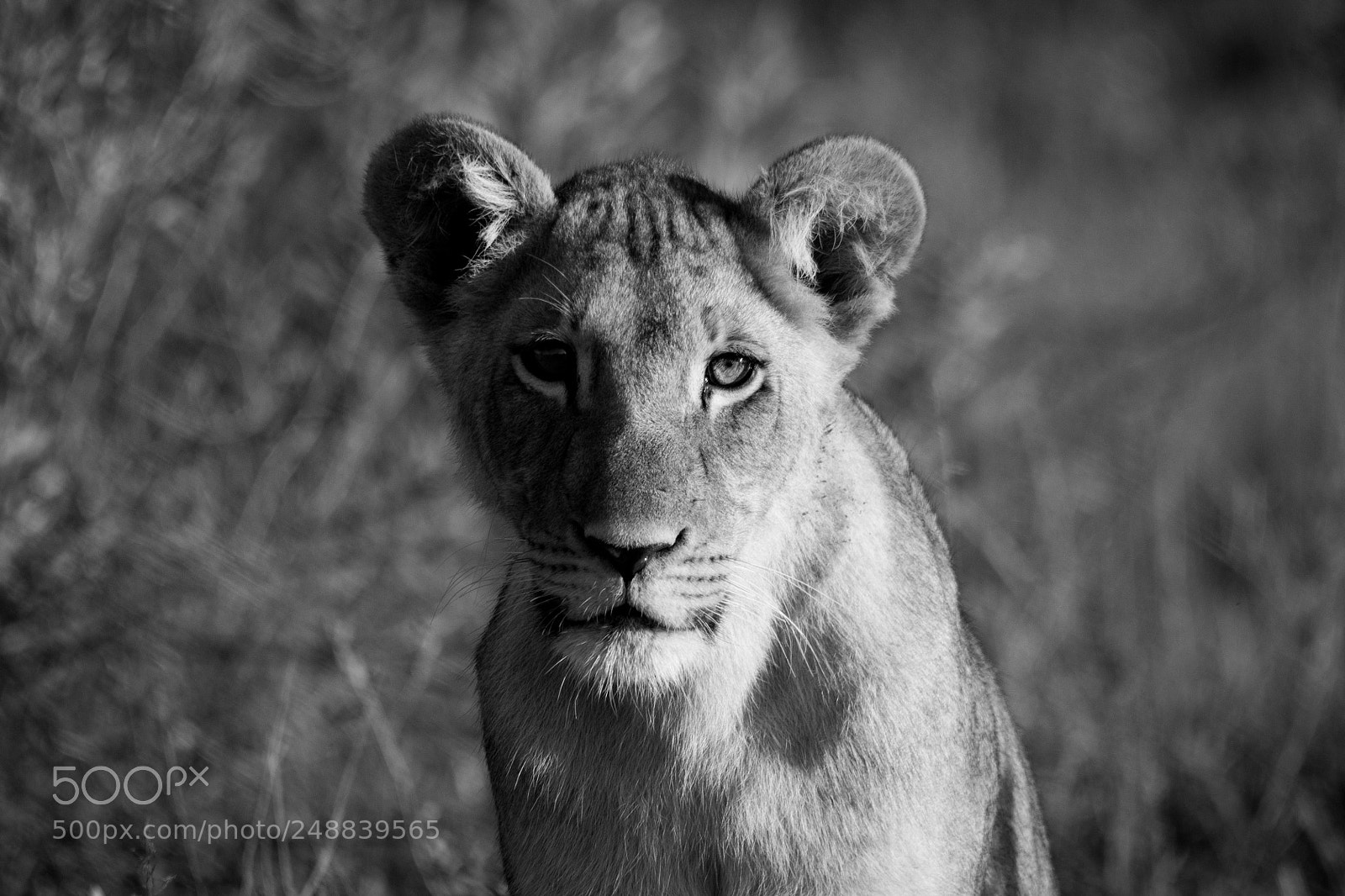 Canon EOS 7D Mark II sample photo. Portrait of a young photography